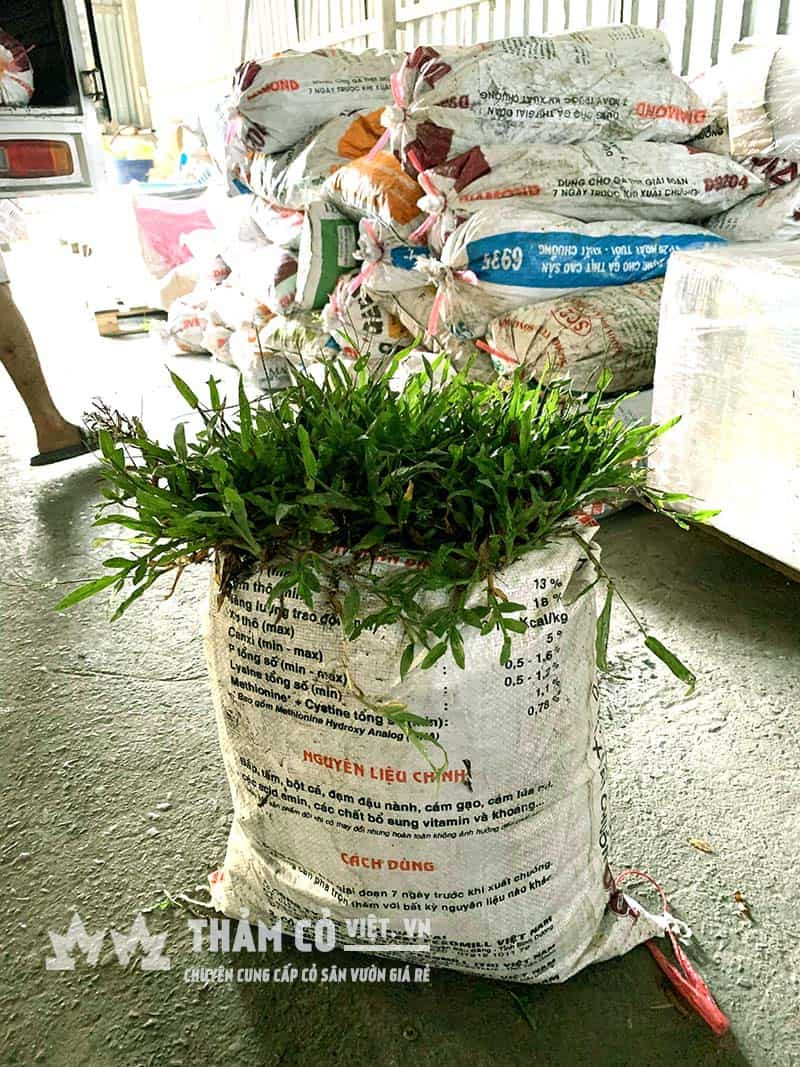 cây cỏ gừng
