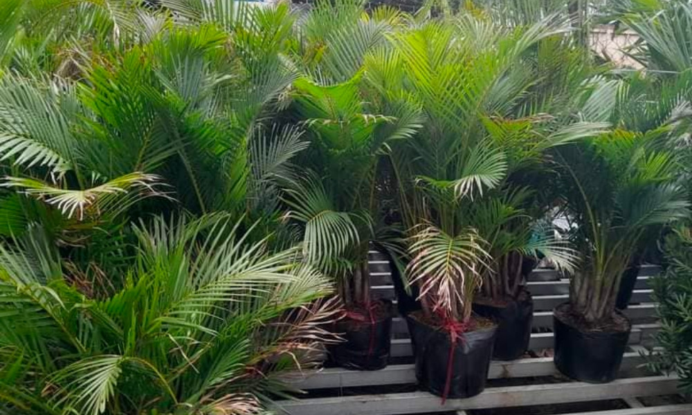 Đặc điểm hình dáng cây dừa cảnh thân to