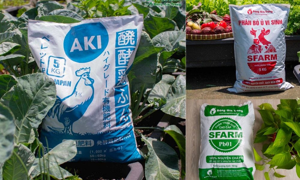 Phân hữu cơ phù hợp cho cây dừa cảnh