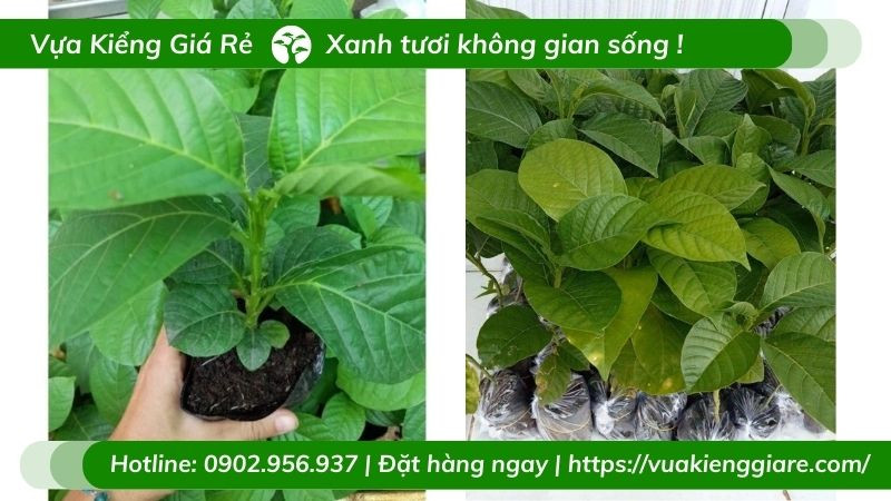 Quả dưa tây xanh nhạt dài đặc trưng của cây