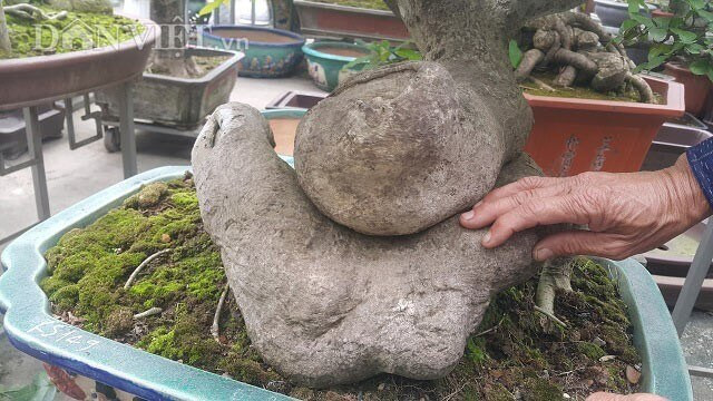Cây duối bonsai - hình ảnh 4