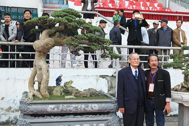 Cây duối bonsai - hình ảnh 5