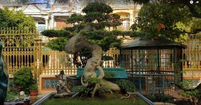 Cây duối bonsai - hình ảnh 6