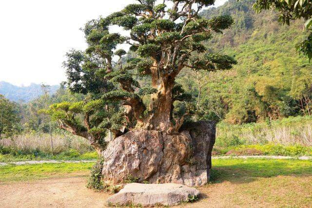 Cây duối bonsai - hình ảnh 7