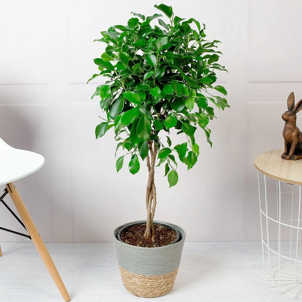 Cây hạnh phúc trồng trong chậu