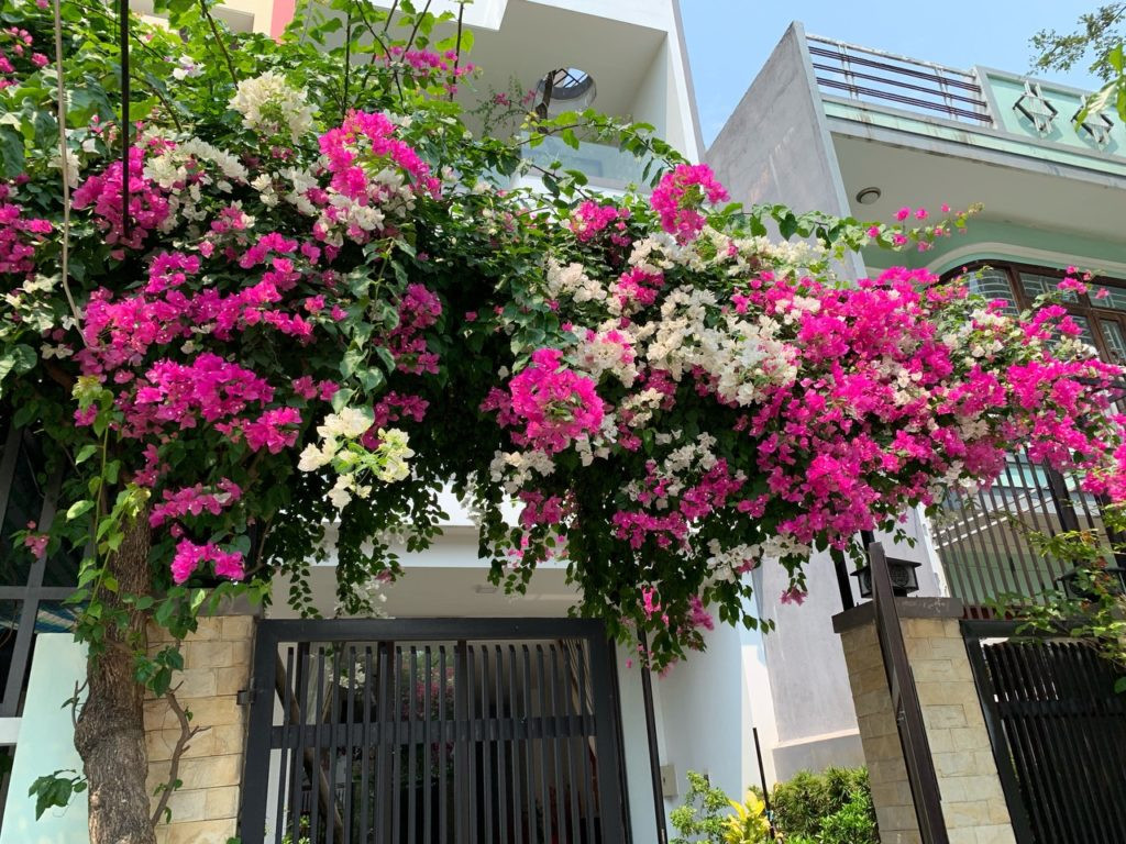 Cổng hoa giấy rực rỡ