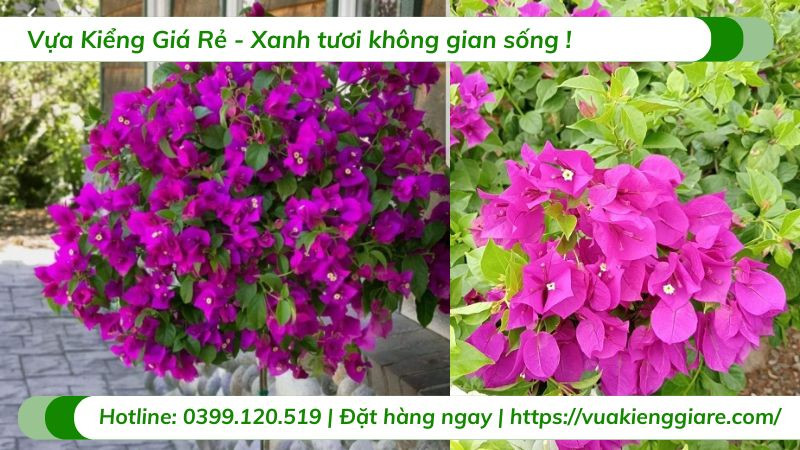 Hoa giấy tím ra hoa rực rỡ nhờ chăm sóc đúng cách