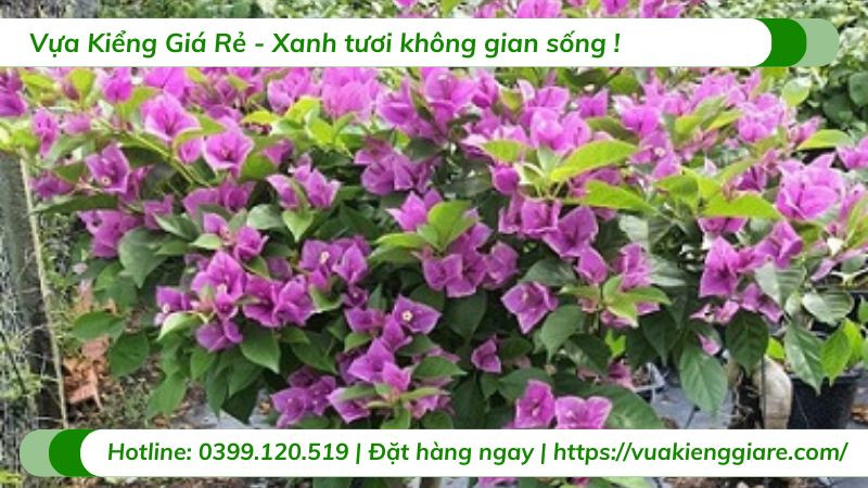 Những bông hoa giấy tím rực rỡ nở trên cành lá xanh tươi