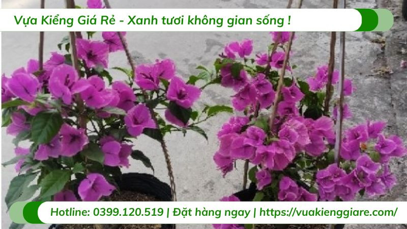 Cây hoa giấy tím leo bám trên giàn tạo bóng mát