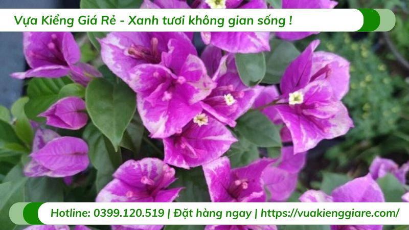 Chuẩn bị đất tơi xốp để trồng cây hoa giấy tím