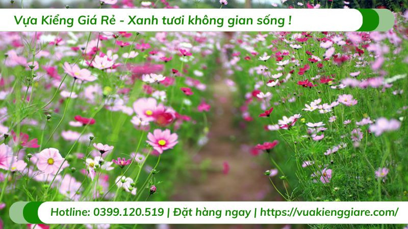 Cận cảnh một bông hoa sao nhái (Cosmos bipinnatus) màu hồng nhạt với nhụy vàng, thể hiện rõ đặc điểm cánh hoa