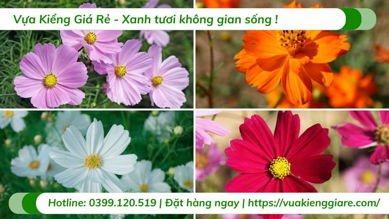 Cánh đồng hoa sao nhái (Cosmos bipinnatus) với sắc hồng và trắng rực rỡ dưới ánh nắng