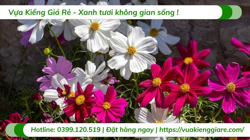 Tổng hợp các màu sắc phổ biến của hoa sao nhái, bao gồm hồng, trắng và tím
