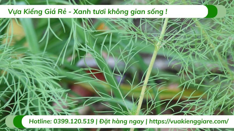 Quy trình gieo hạt giống hoa sao nhái (Cosmos) đơn giản tại nhà