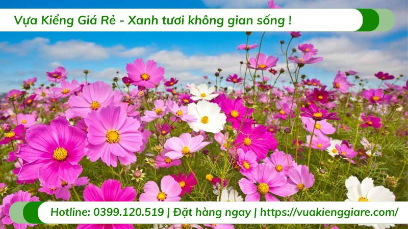 Vẻ đẹp rực rỡ của hoa sao nhái, tượng trưng cho niềm vui và sự lạc quan
