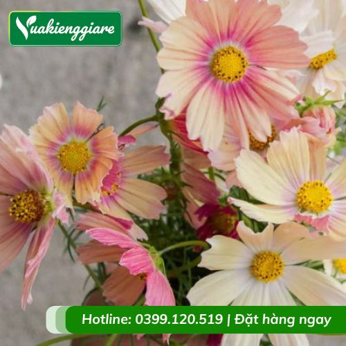 Những bó hoa sao nhái tươi tắn sẵn sàng được cung cấp ra thị trường