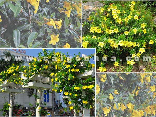 Dây huỳnh anh trồng thành bụi lớn trên giàn leo.