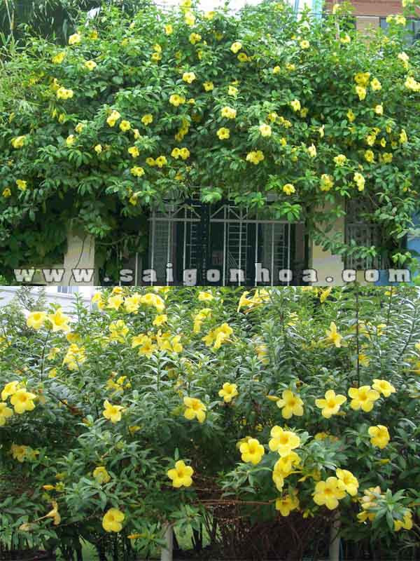 Giàn dây huỳnh anh nở hoa vàng rực rỡ.