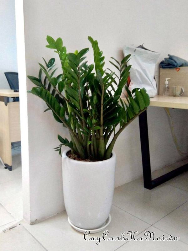Hình ảnh minh họa: Cây Kim Tiền