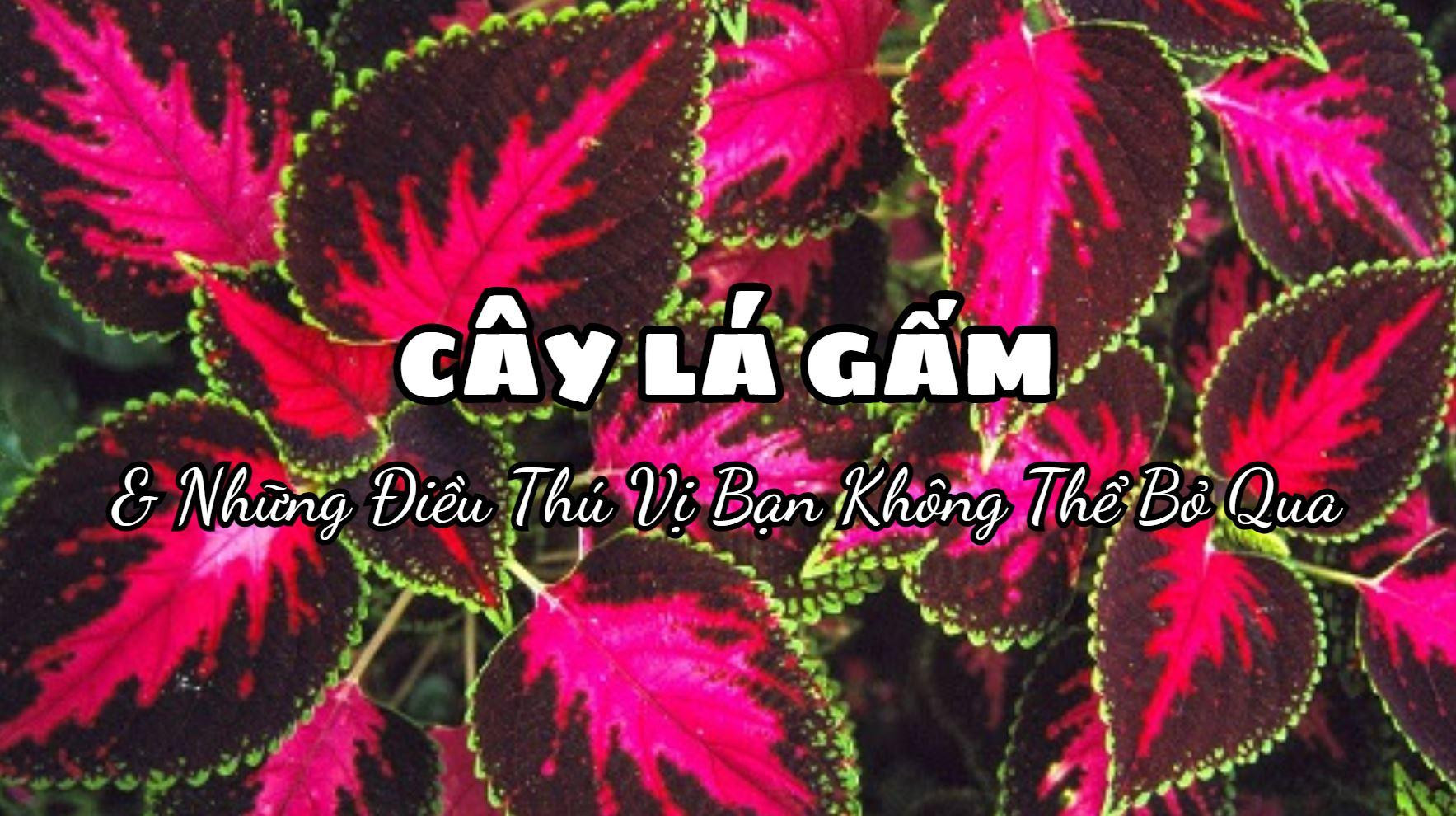 Hình ảnh tổng thể cây Lá Gấm với lá màu sắc rực rỡ