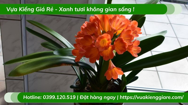 Cây lan quân tử lá xanh trồng chậu nhỏ để bàn