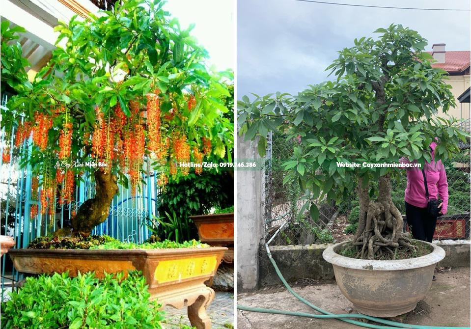 Cây lộc vừng dáng bonsai trong chậu