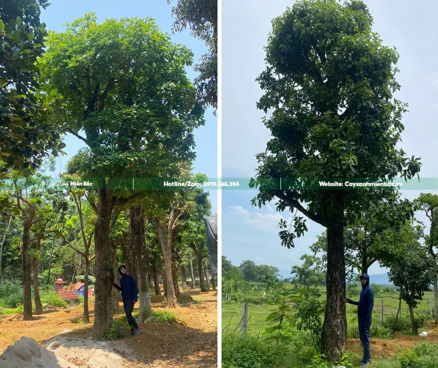 Cây lộc vừng cổ thụ tại vườn ươm