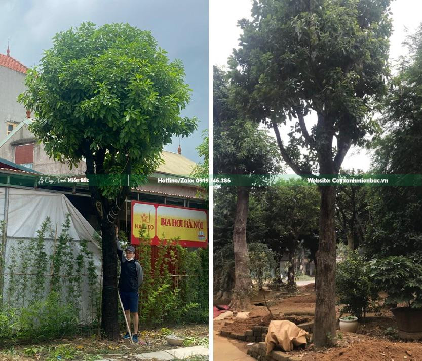Cây lộc vừng công trình thân thẳng giá rẻ