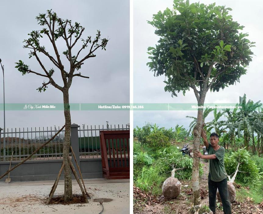 Cây lộc vừng công trình size nhỏ trồng tại nhà máy