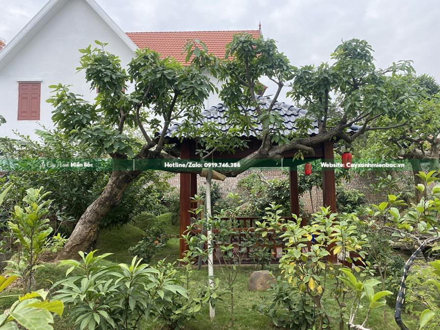 Cây lộc vừng dáng bay trồng sân vườn hồ cá