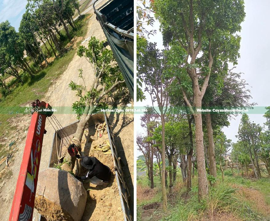 Cẩu cây lộc vừng cảnh đến khách hàng