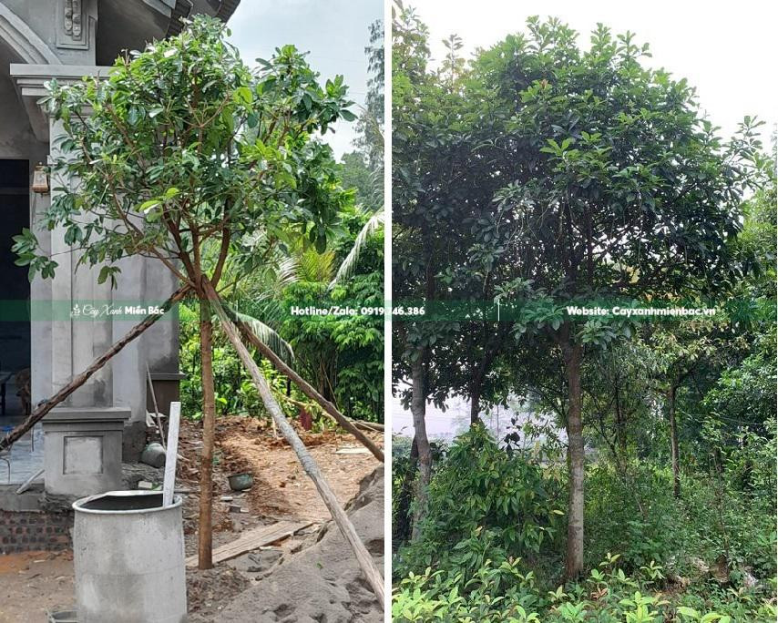 Cây lộc vừng cảnh size nhỏ (Dg=10cm)