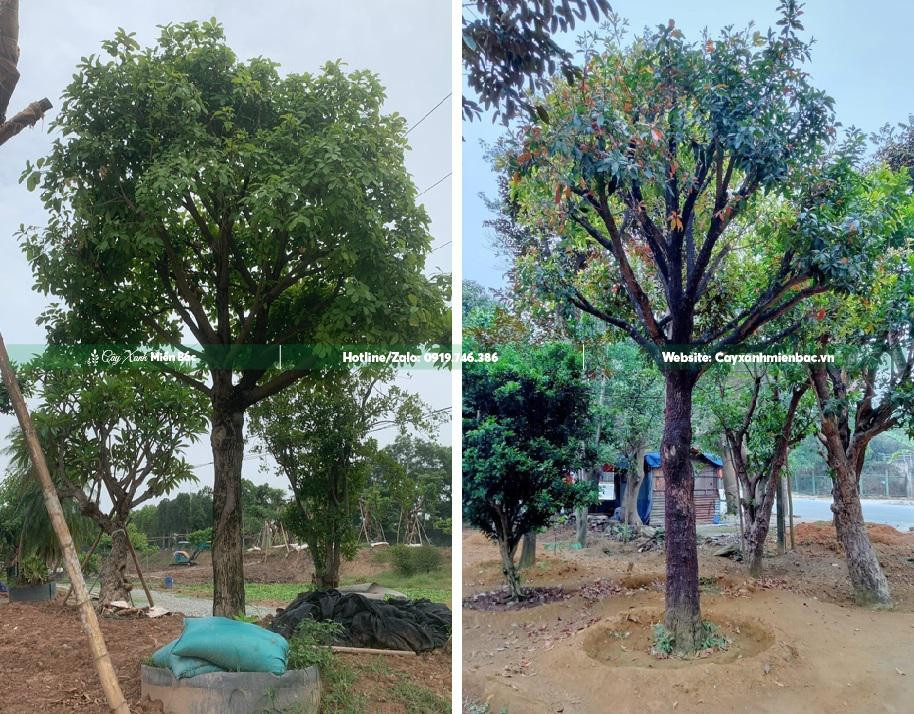 Cây lộc vừng cảnh tại vườn
