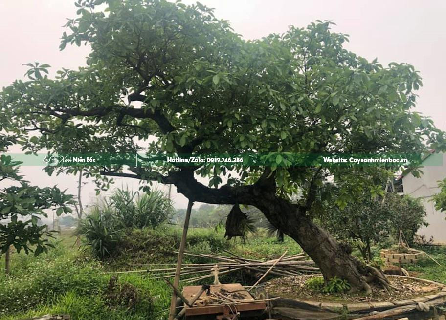 Cây lộc vừng cảnh được cắt tỉa tạo dáng