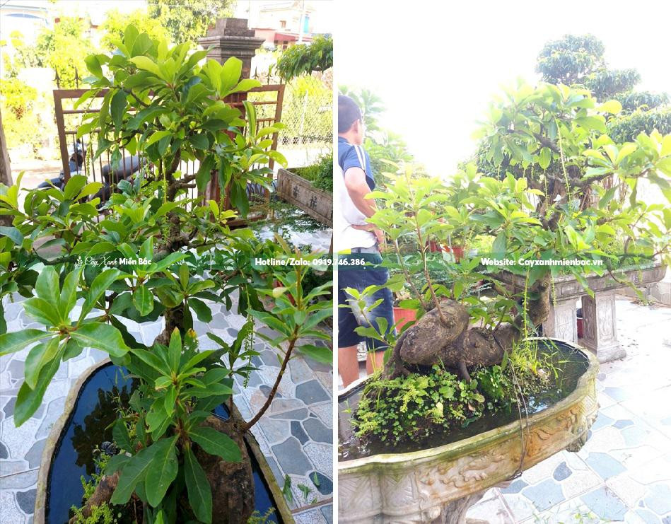 Cây lộc vừng thủy sinh trên chậu
