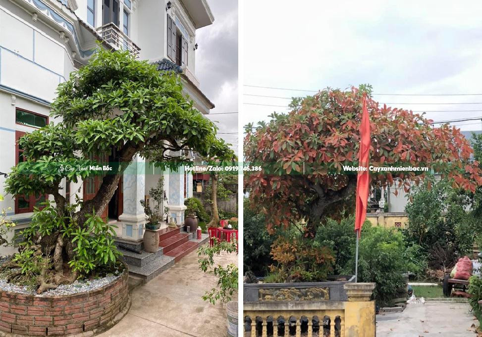 Cây lộc vừng công trình trồng sân nhà