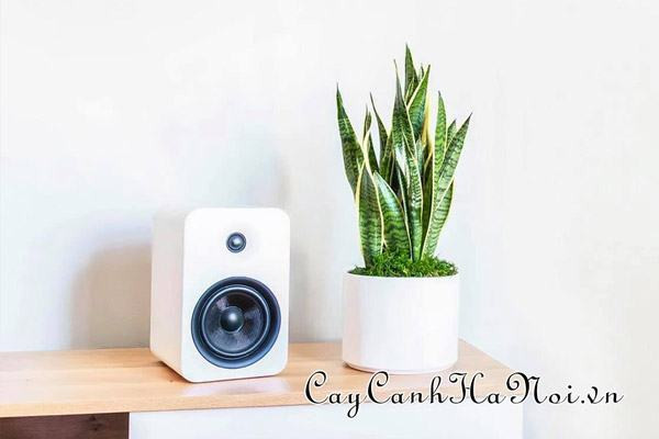 Hình ảnh minh họa: Cây Lưỡi Hổ viền vàng