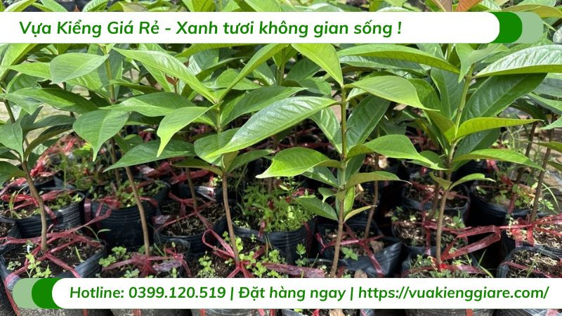 Cây Mận Điều Đỏ con khỏe mạnh, sẵn sàng trồng