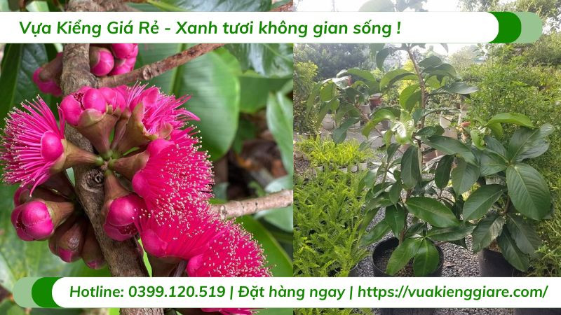 Quả Mận Điều Đỏ màu đỏ mọng hấp dẫn khi chín