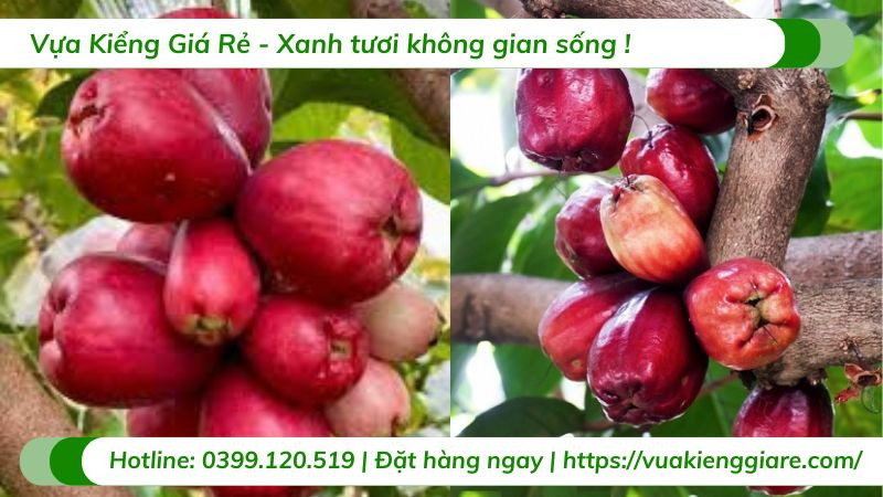 Cây Mận Điều Đỏ với thân gỗ lớn và tán lá rộng