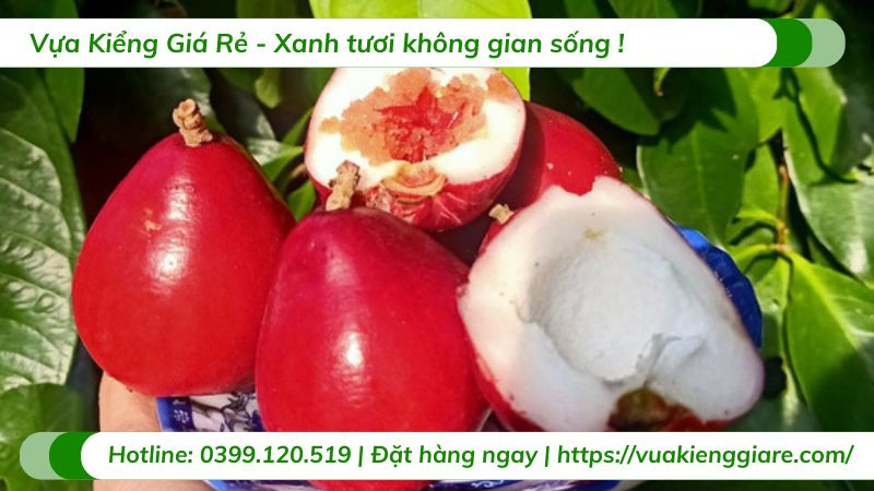 Mận Điều Đỏ không chỉ ngon mà còn giàu dinh dưỡng