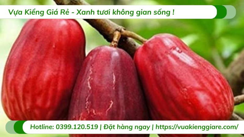 Trái mận điều đỏ mang ý nghĩa phong thủy tốt lành