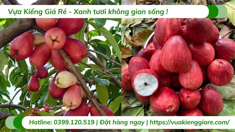 Thu hoạch Mận Điều Đỏ đúng cách để giữ trái tươi ngon