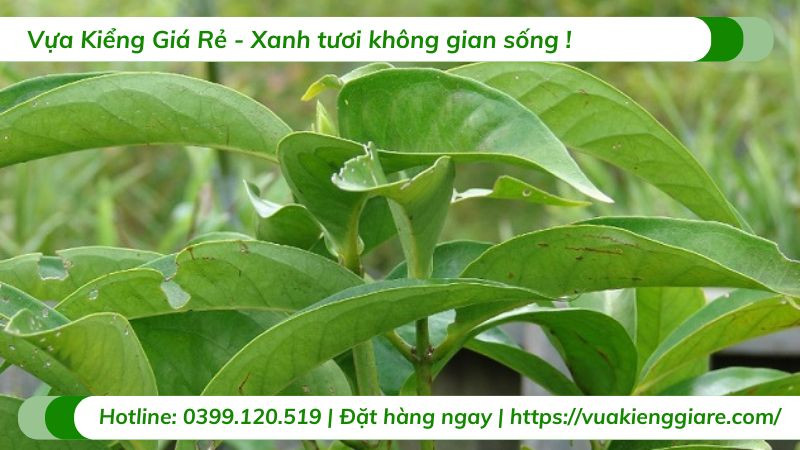 Chăm sóc Mận Điều Đỏ cần chế độ tưới và bón phân phù hợp