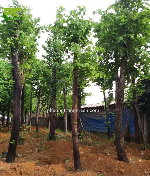 Hình ảnh cây móng bò tại vườn Phương Trung Green