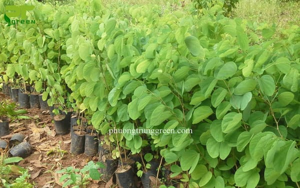 Một mẫu cây móng bò công trình tại vườn ươm