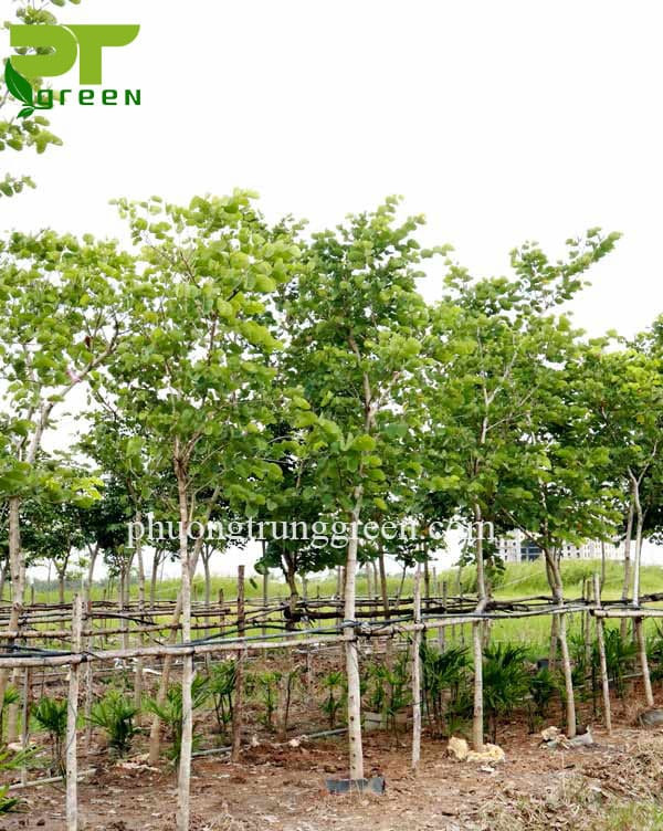 Cây móng bò - Loài cây cảnh quan được ưa chuộng