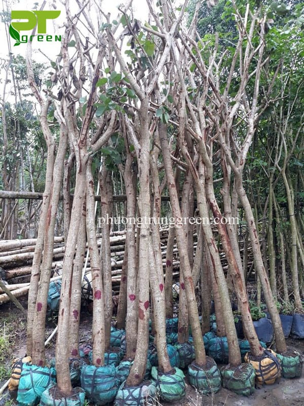 Cây móng bò với tán lá xanh tốt