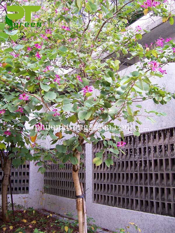 Thân gỗ và tuổi thọ lâu năm của cây móng bò