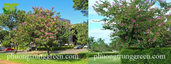 Cây móng bò trồng trước nhà tạo bóng mát và vẻ đẹp cảnh quan